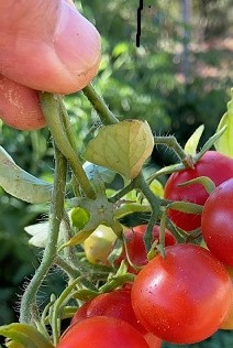 tomato-1